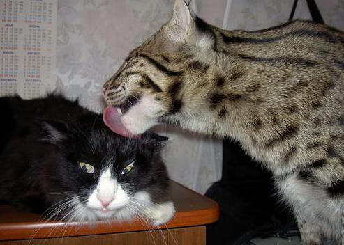 AIYOUXI.COM-伤病频发，影响球队整体实力，伤病的球员