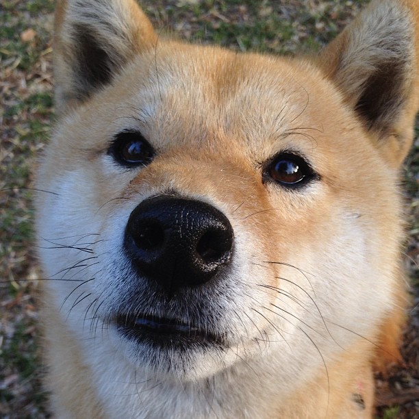 爱游戏体育官方在线-丹·卡特：从全黑队核心球员到橄榄球传奇人物，丹特和c罗